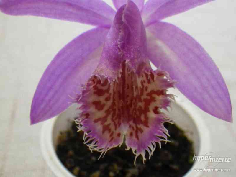 Venkovní orchidej Pleione - foto 1
