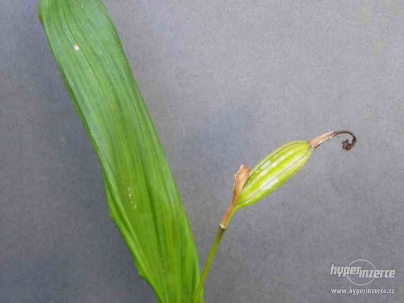 Venkovní orchidej Pleione - foto 2