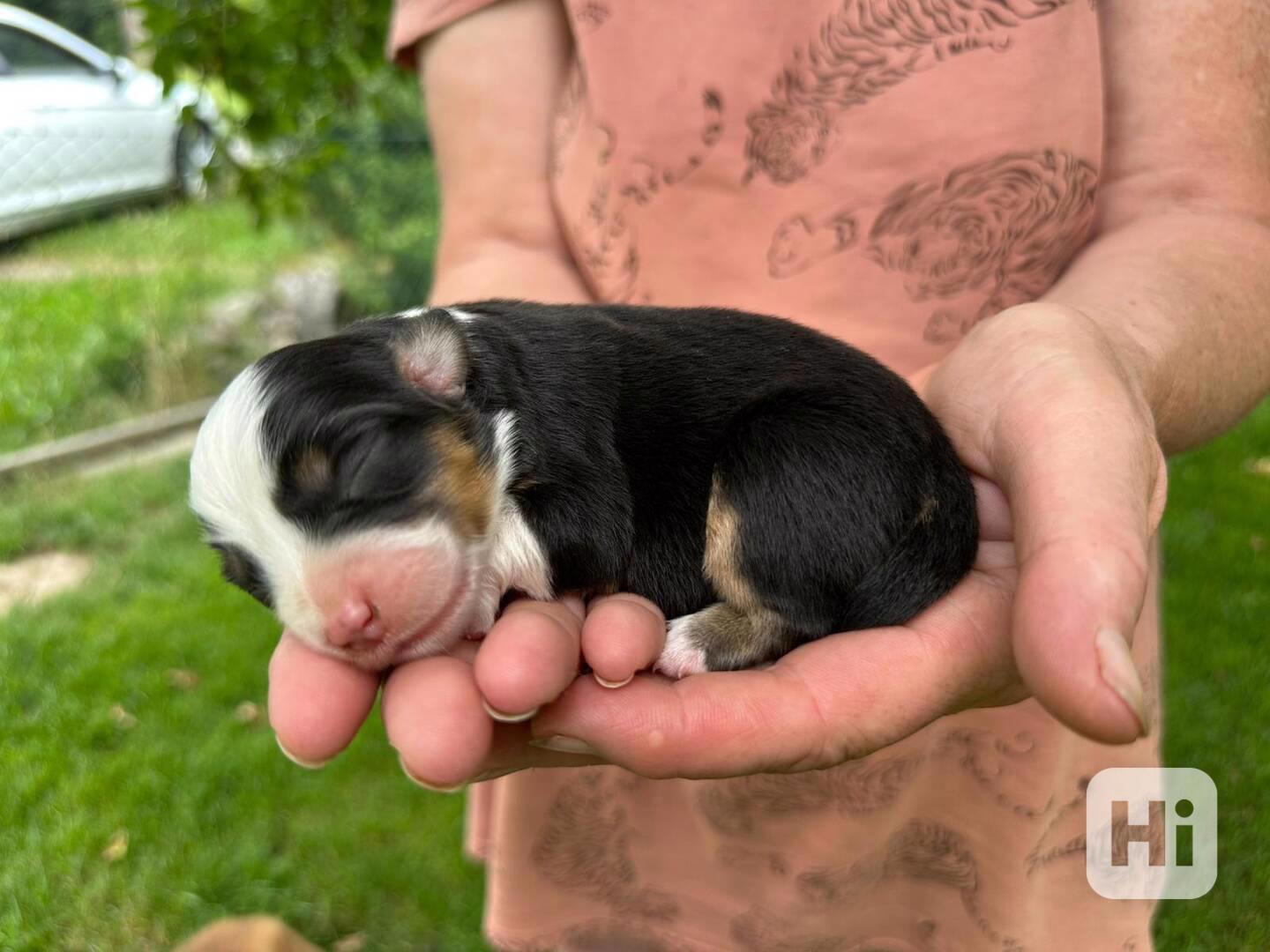 Miniaturní americký ovčák s PP - foto 1