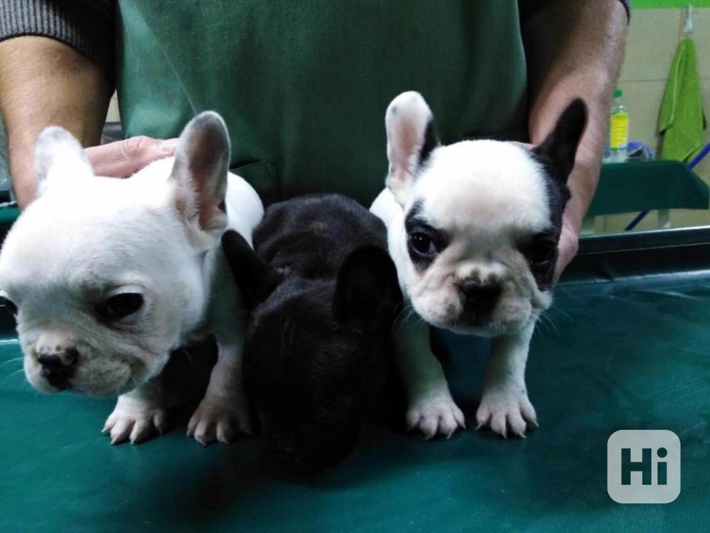 štěňata francouzského buldočka - foto 1