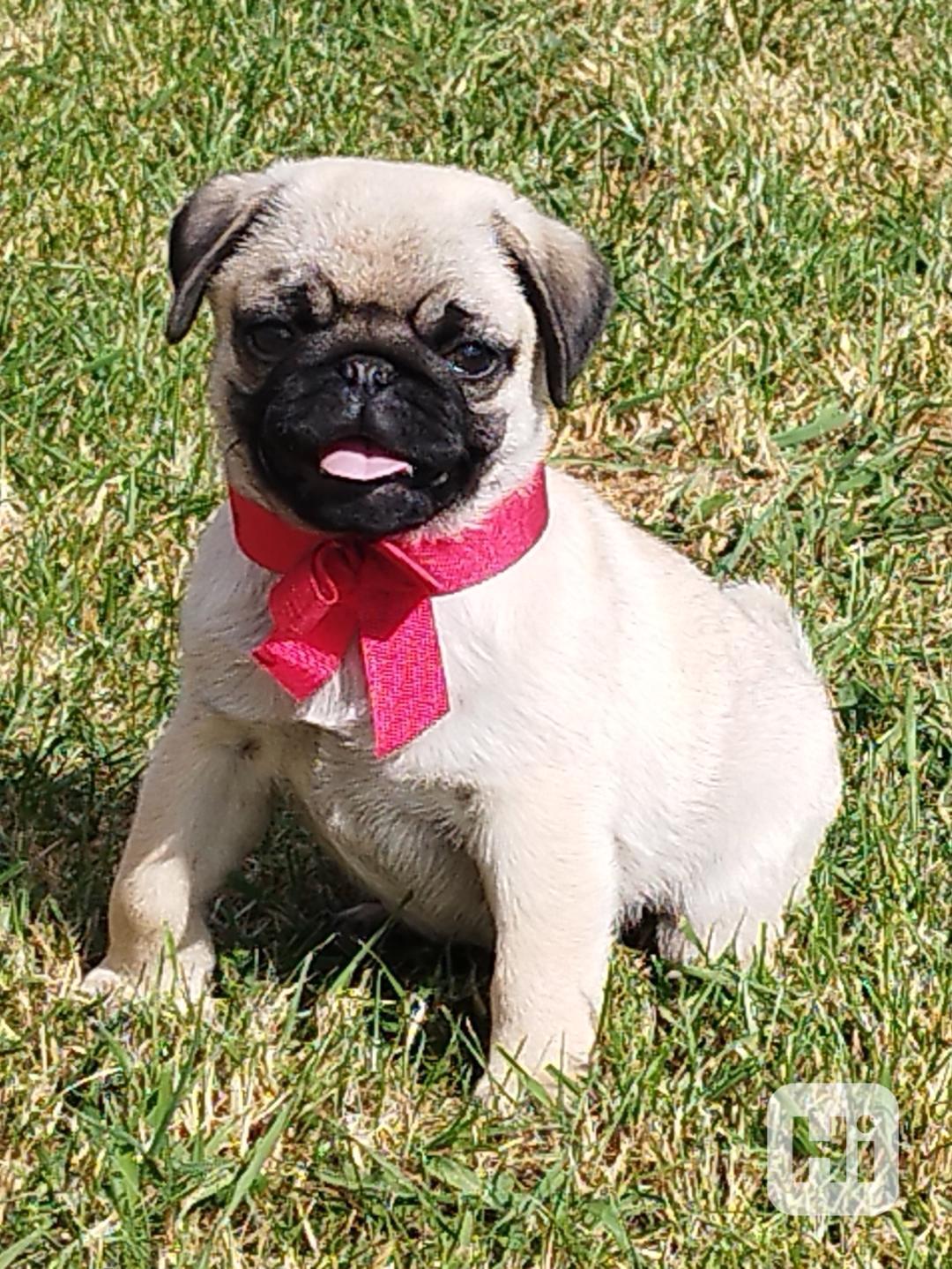 Mops  - foto 1