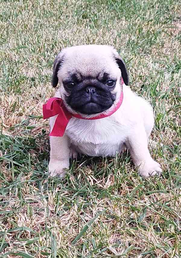 Mops  - foto 2