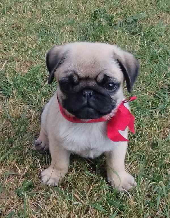 Mops  - foto 3