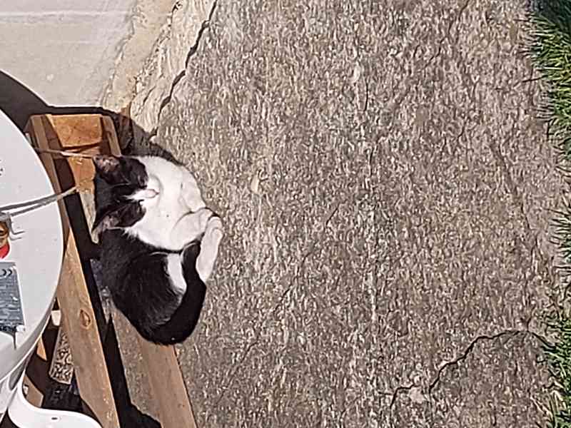 Kotě - černo bílá kočička - DARUJI  - DOVEZEME - foto 2