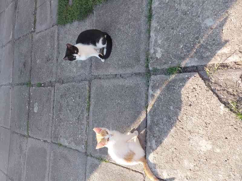 Kotě - černo bílá kočička - DARUJI  - DOVEZEME - foto 3