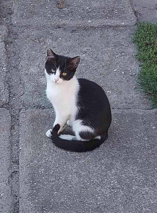 Kotě - černo bílá kočička - DARUJI  - DOVEZEME