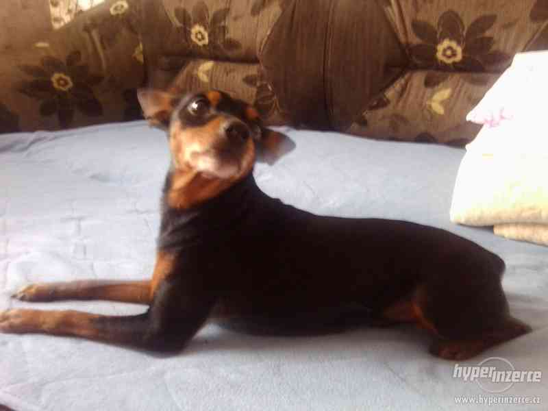 Srnčí pinč - foto 1