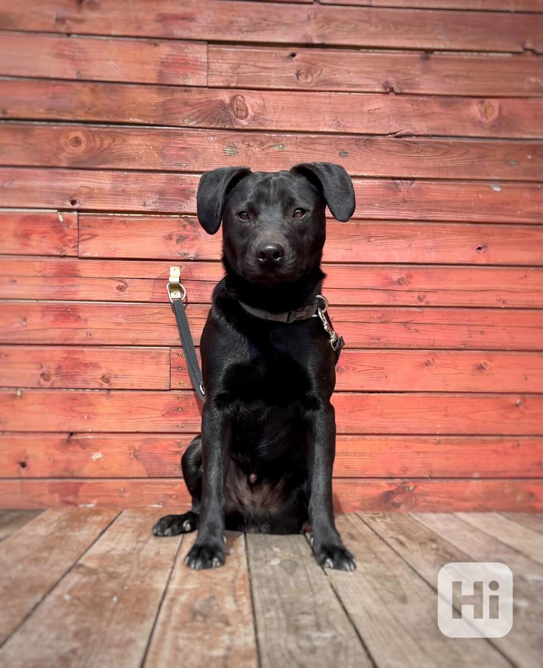 MONTY - 12 kg, kastrovaný psík 2 roky  - foto 1