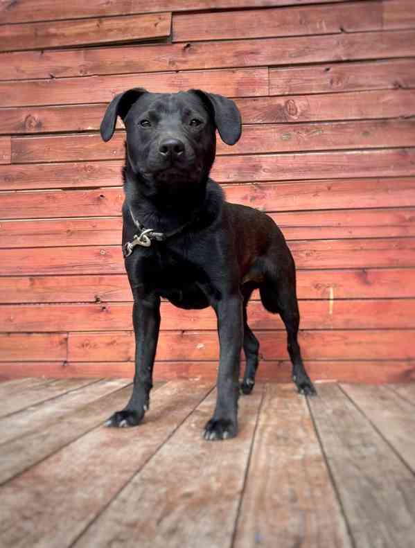 MONTY - 12 kg, kastrovaný psík 2 roky  - foto 2