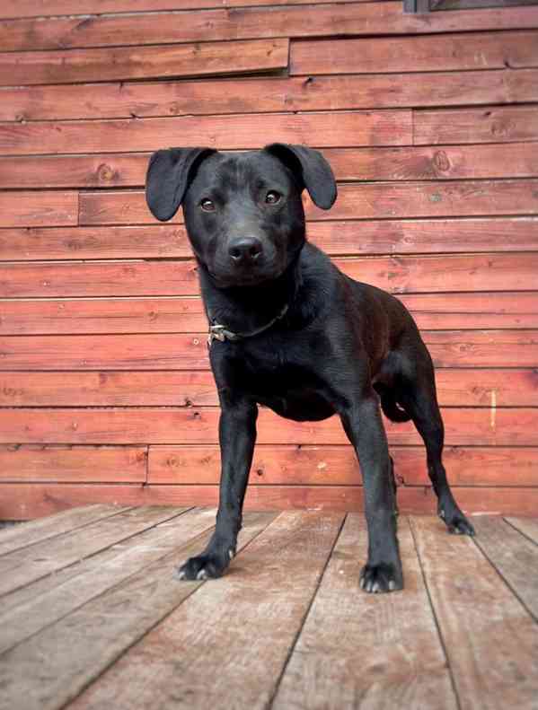 MONTY - 12 kg, kastrovaný psík 2 roky  - foto 3