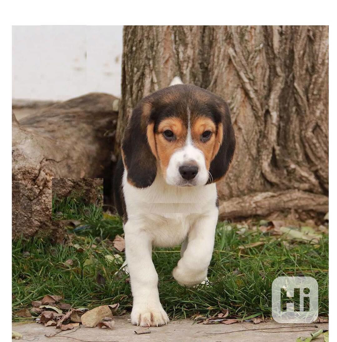 Štěňata bígla mají 8 týdnů a jsou velmi milá a roztomilá. - foto 1