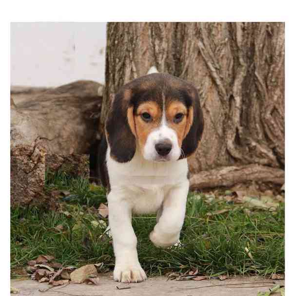 Štěňata bígla mají 8 týdnů a jsou velmi milá a roztomilá. - foto 1