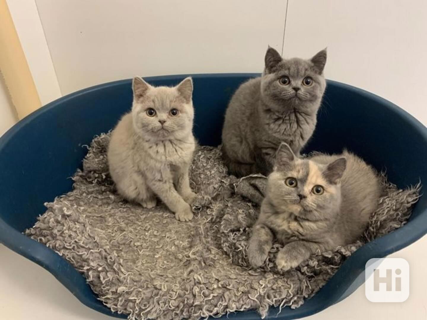 Britské krátkosrsté kotě WhatsApp: (+31623140296) - foto 1