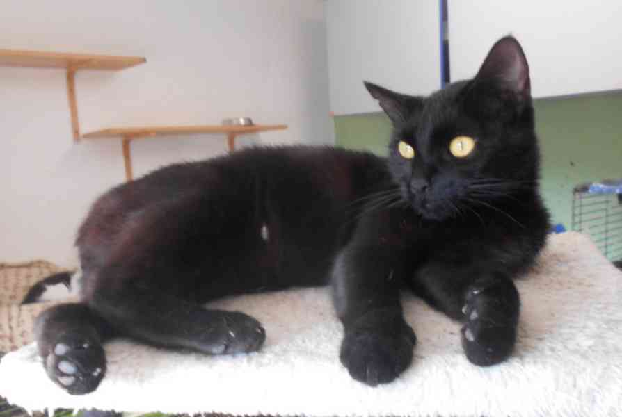 Milá, hodná 2letá černá kočička Líza II.  - foto 8