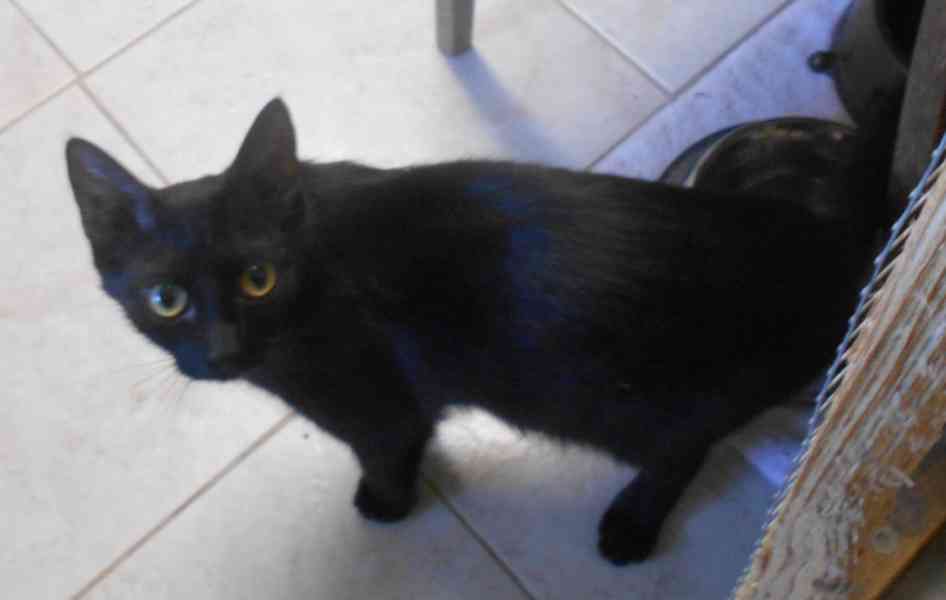 Milá, hodná 2letá černá kočička Líza II.  - foto 4