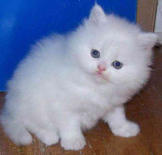 rozkošná perská koťata pro adopci - foto 1
