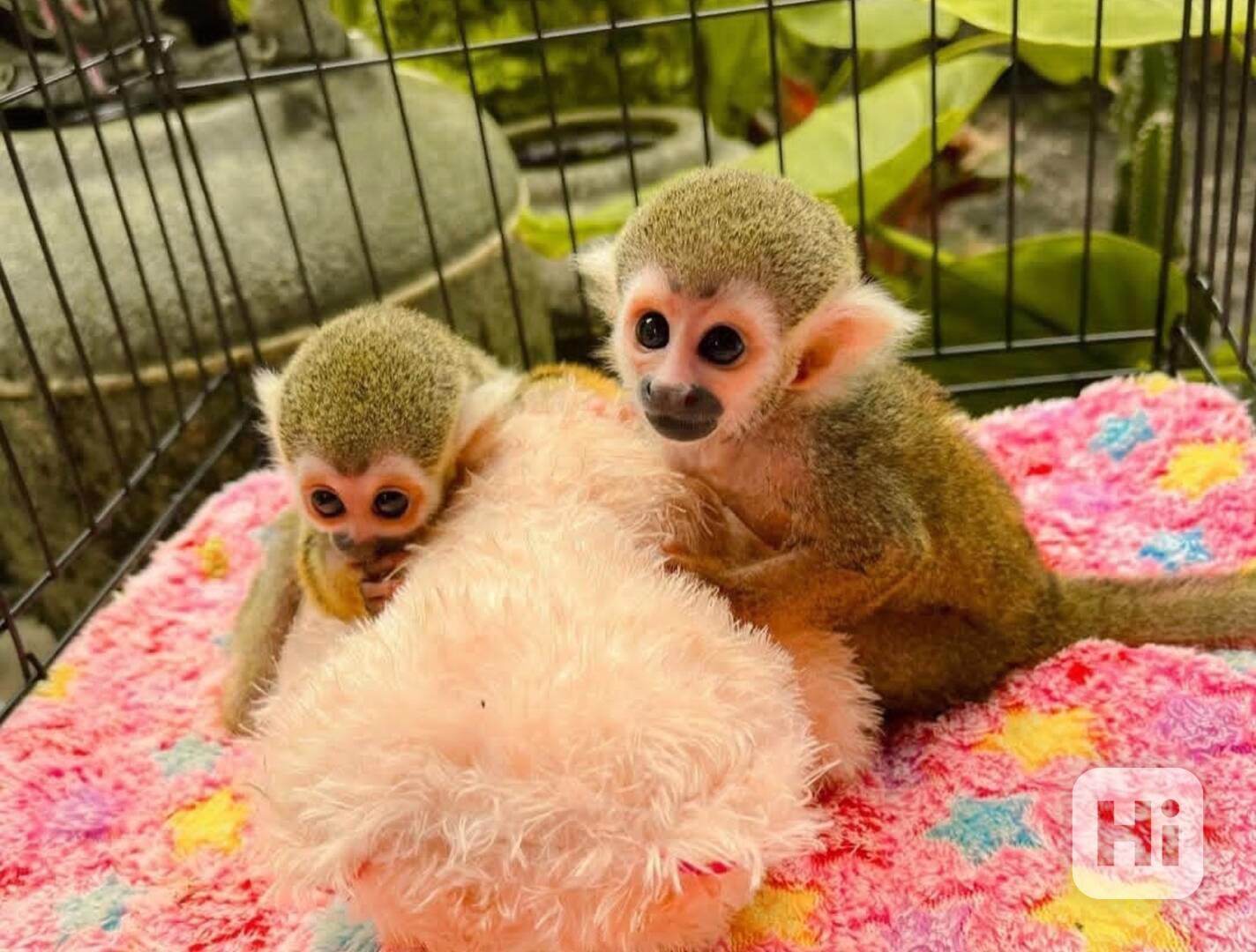 Rozkošné veverčí opičky k Vánocům - foto 1