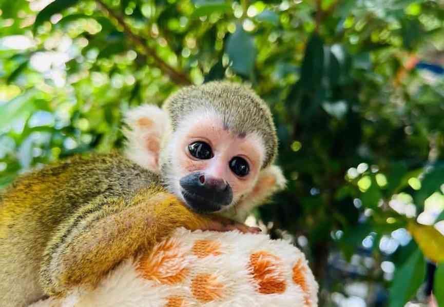Rozkošné veverčí opičky k Vánocům - foto 2