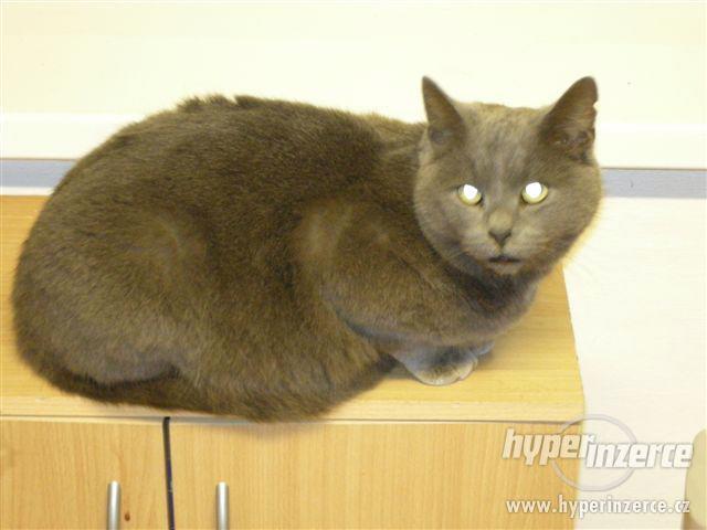 Tom je přibližně tříletý pan kocour. - foto 3