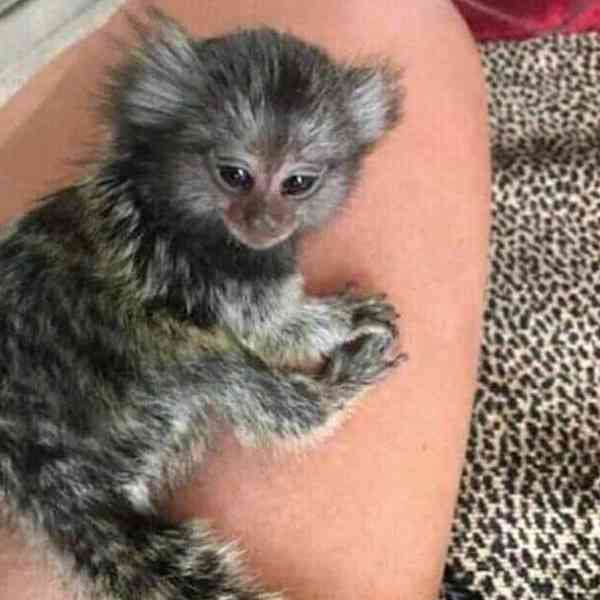 Kosmani a kapucíni na prodej - foto 1