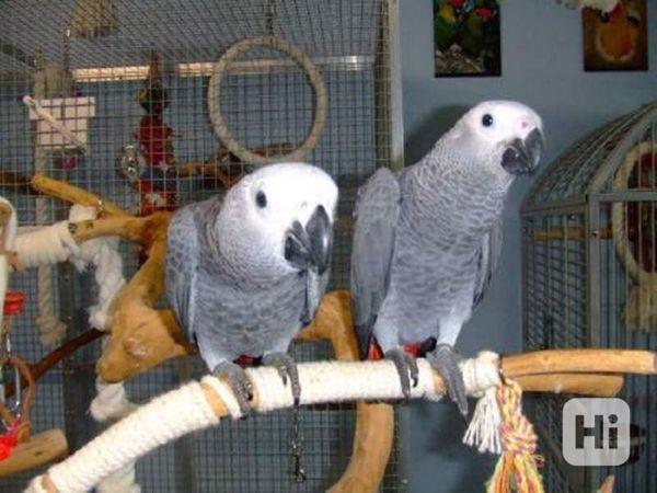 Vynikající papoušek šedý k adopci - foto 1