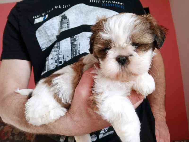 Shih tzu holčička bez pp - foto 2