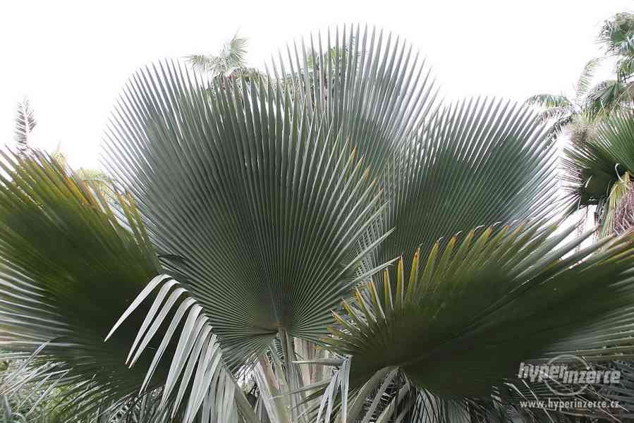 Palma  Copernicia fallaensis - naklíčená semena - foto 1