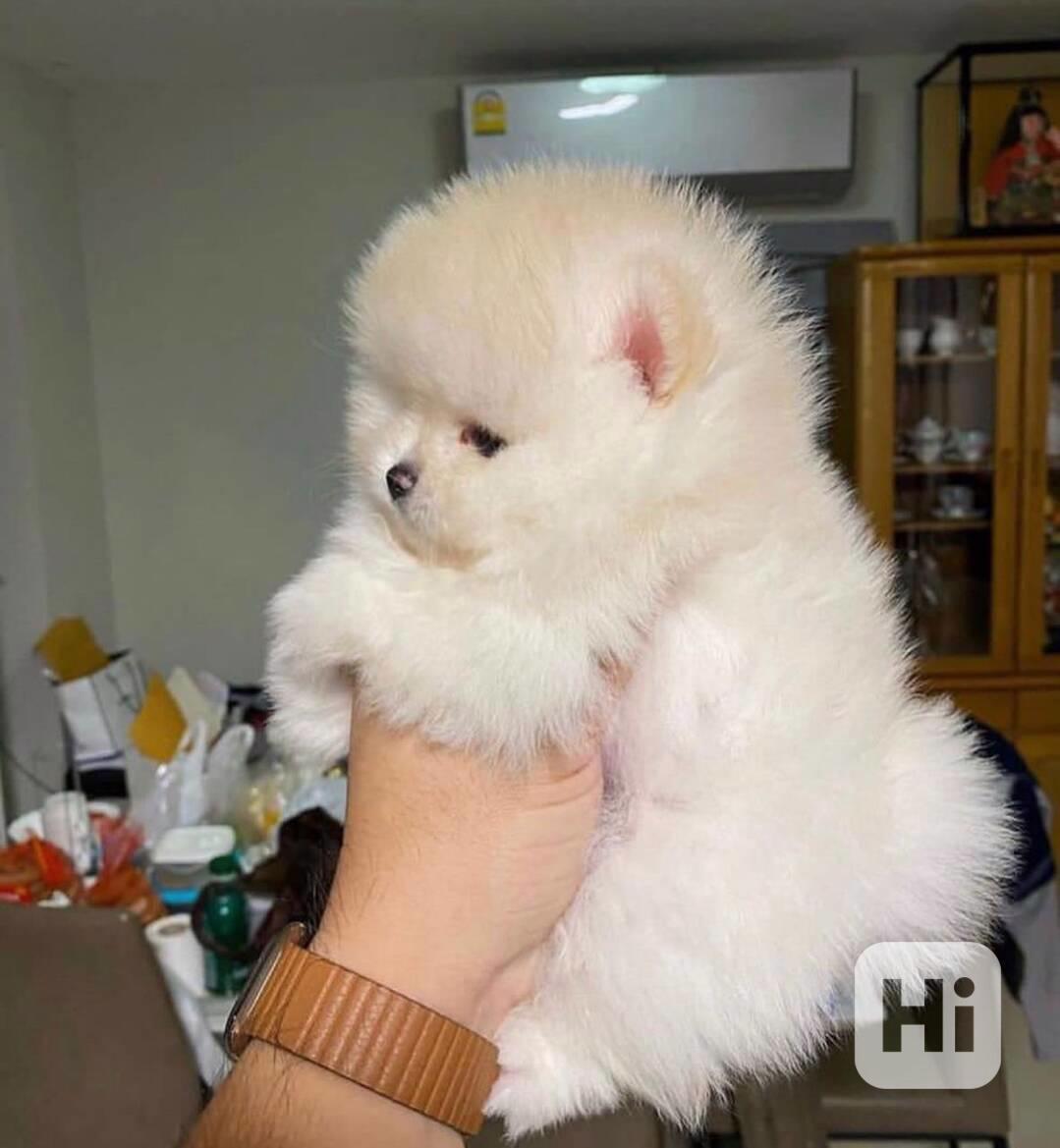 Pomeranian čistokrevné štěně k adopci k dispozici očkovaná š - foto 1