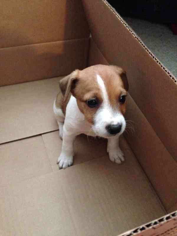 12 týdenní štěně jack russella k adopci zdarma - foto 1