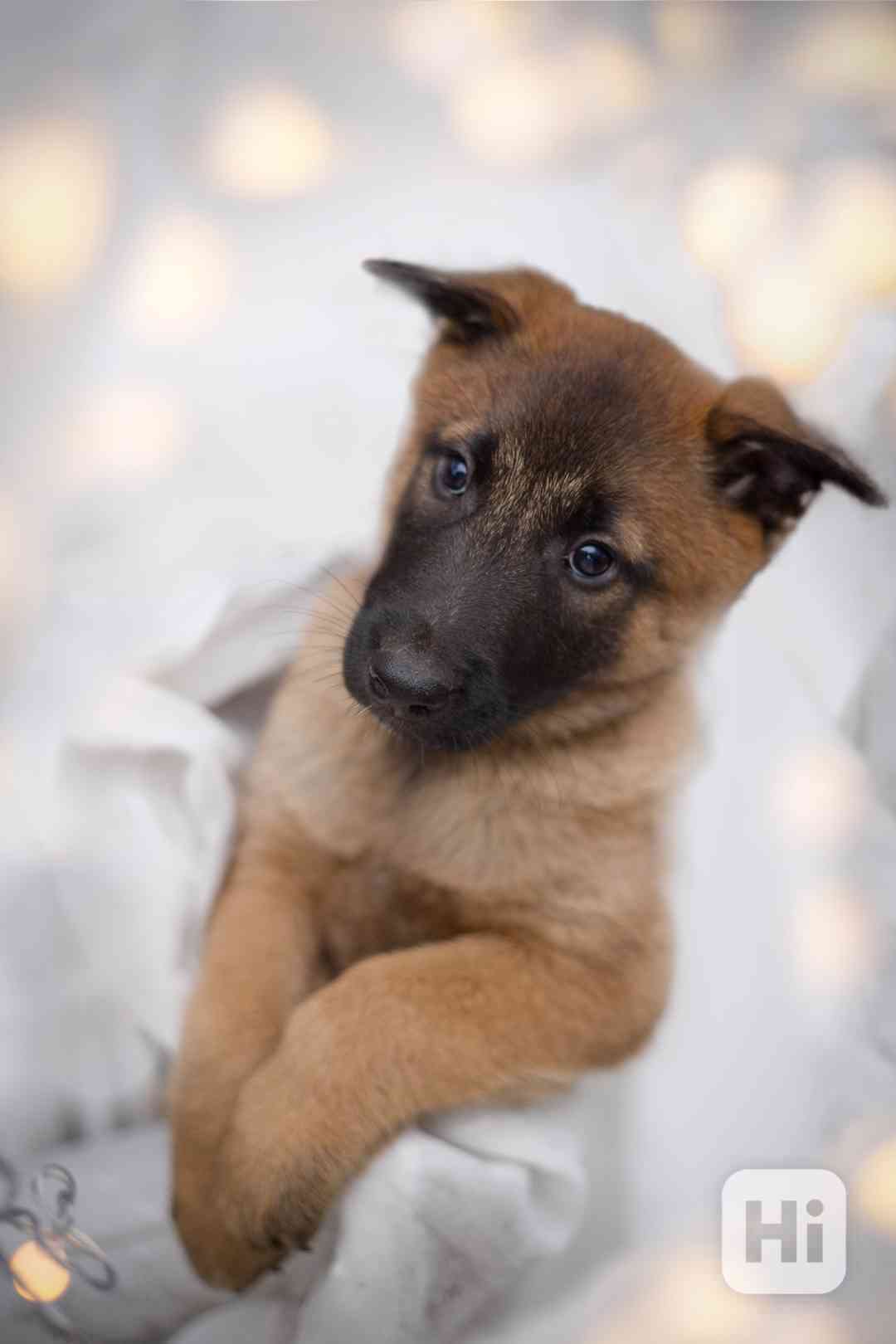 Belgický ovčák malinois  - foto 1