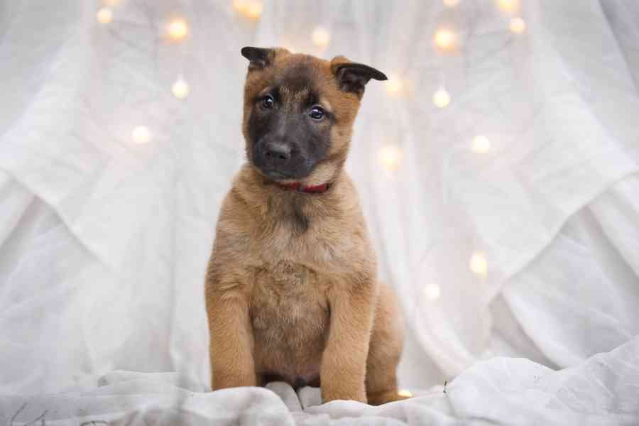 Belgický ovčák malinois  - foto 2