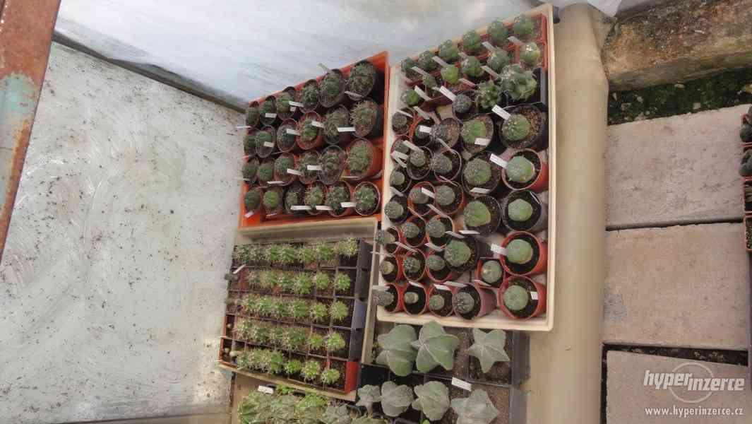 Prodám přebytky kaktusů a sukulentů - foto 2