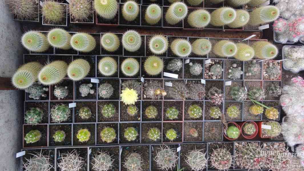 Prodám přebytky kaktusů a sukulentů - foto 3