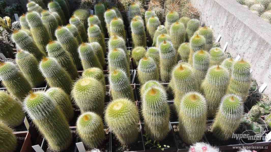 Prodám přebytky kaktusů a sukulentů - foto 7