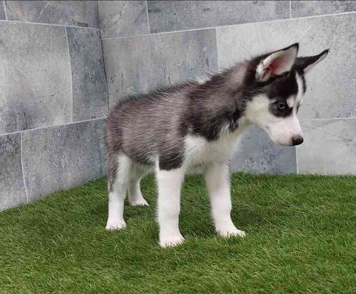 Sibiřský husky štěňata na prodej~ - foto 4