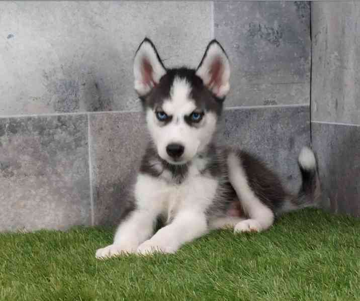 Sibiřský husky štěňata na prodej~ - foto 2
