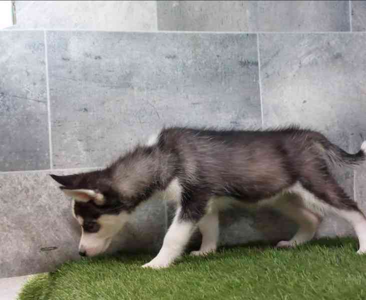 Sibiřský husky štěňata na prodej~ - foto 3