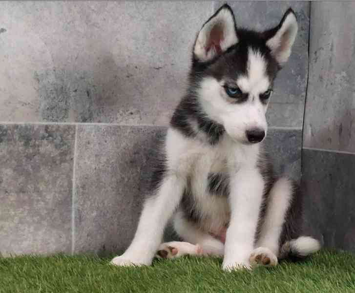 Sibiřský husky štěňata na prodej~ - foto 1