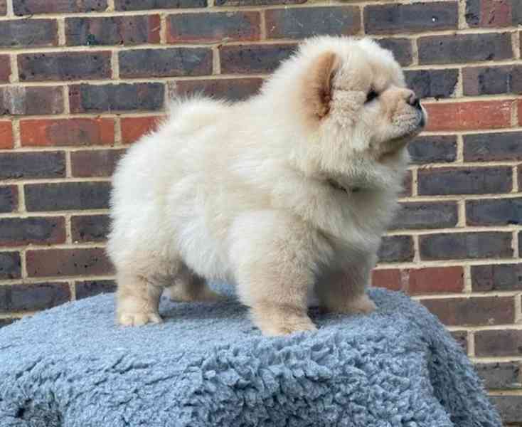 Štěňata chow-chow (samci a samice) - foto 1