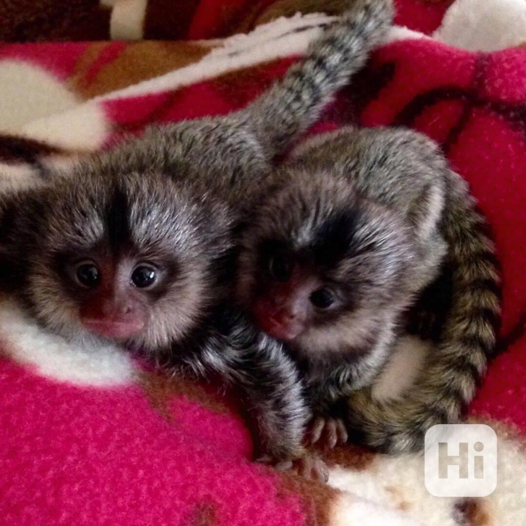 Roztomilé opice marmoset Roztomilé, zdravé opice marmoset Vš - foto 1