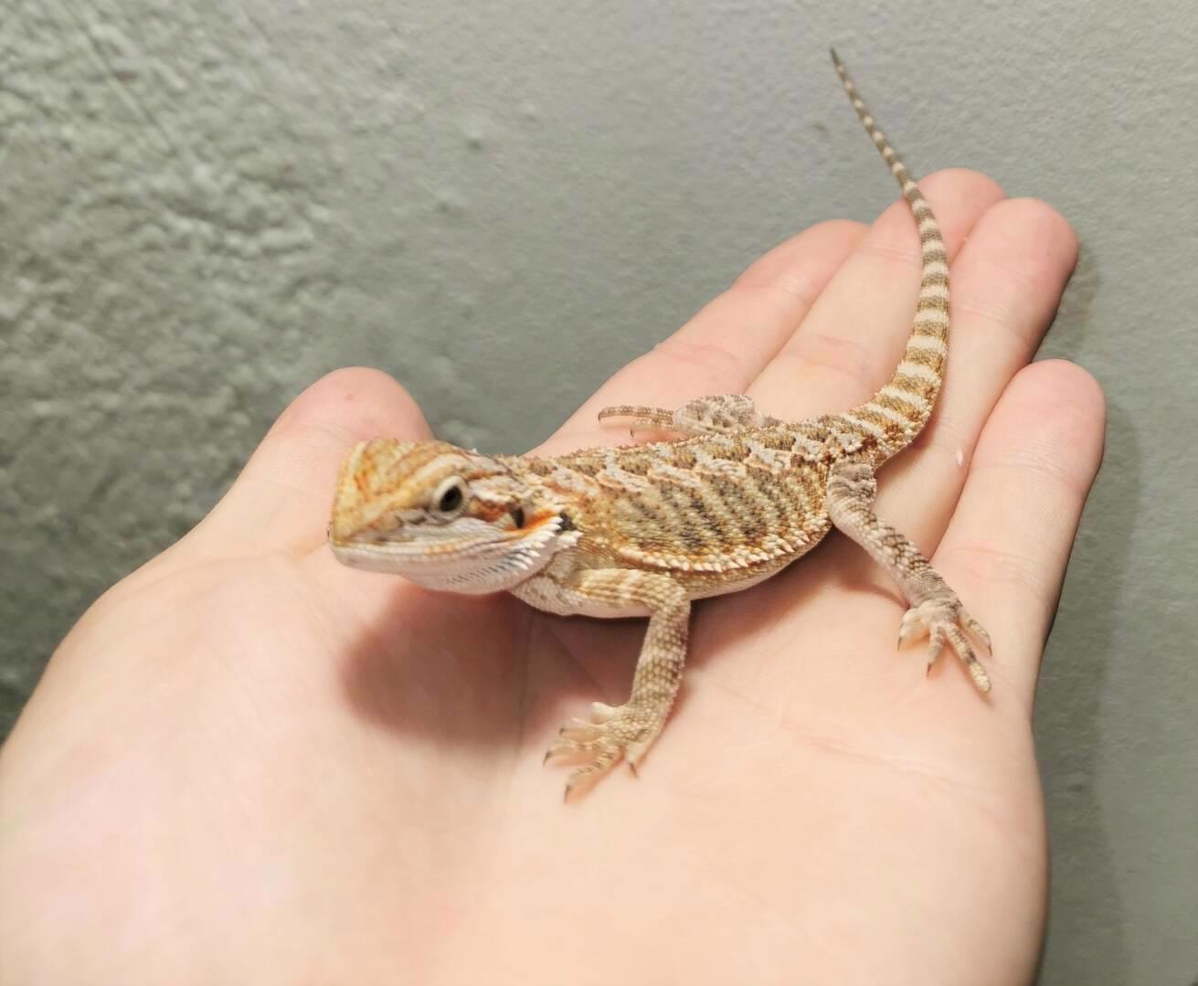Agama vousatá/Pogona Vitticeps - foto 1