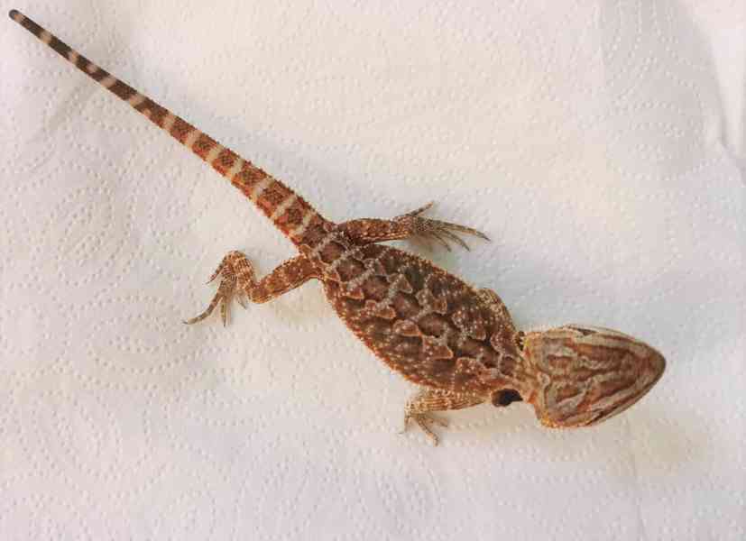 Agama vousatá/Pogona Vitticeps - foto 6