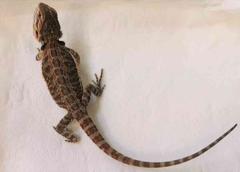 Agama vousatá/Pogona Vitticeps - foto 10