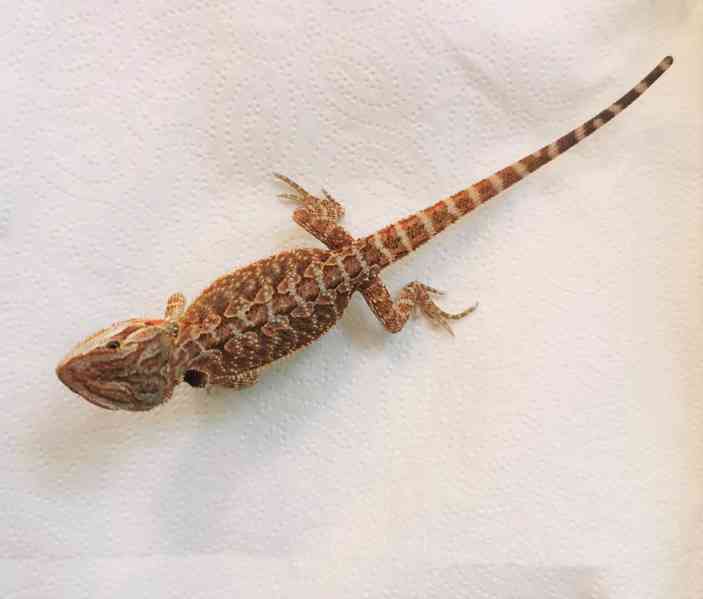 Agama vousatá/Pogona Vitticeps - foto 5