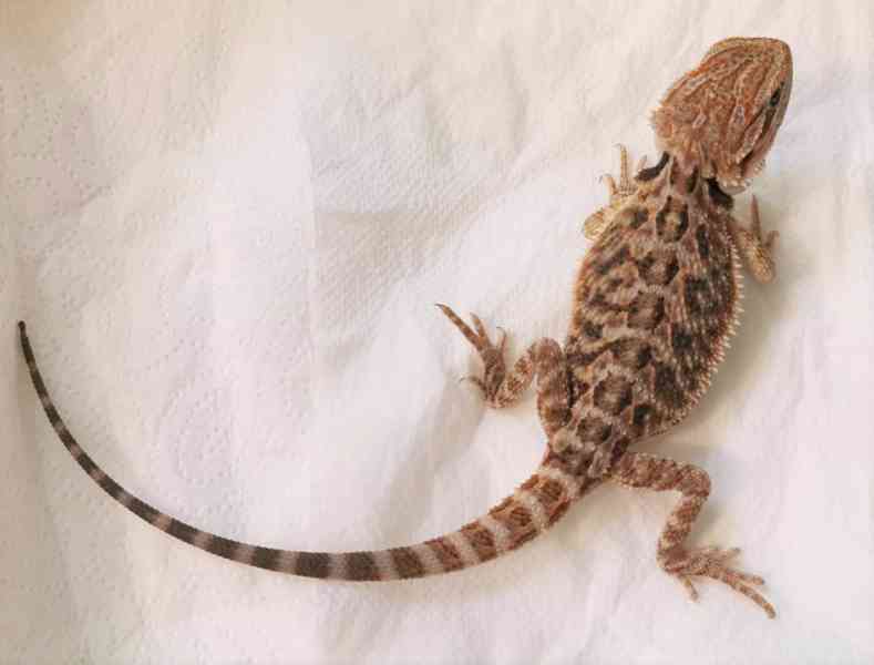 Agama vousatá/Pogona Vitticeps - foto 8