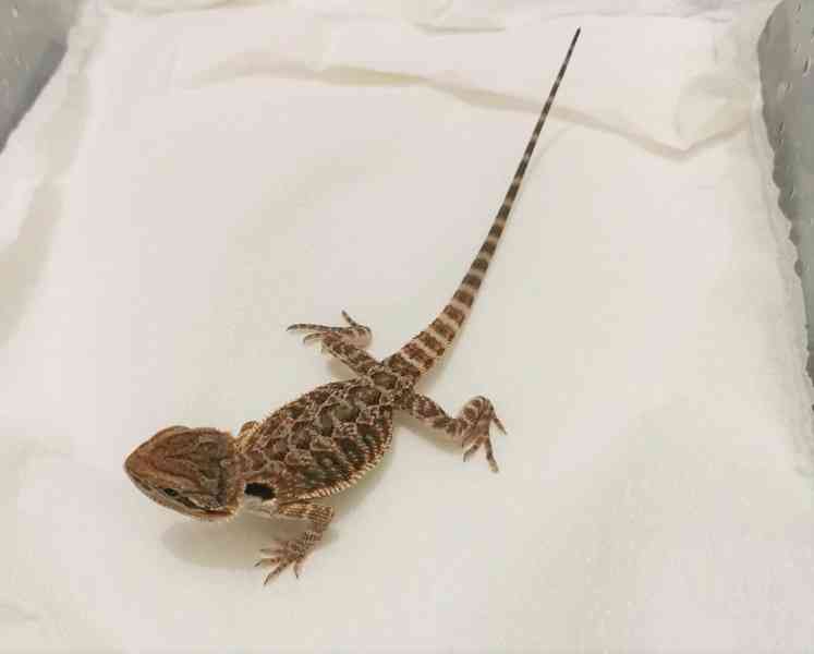 Agama vousatá/Pogona Vitticeps - foto 3