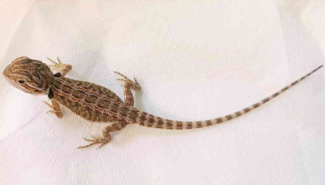 Agama vousatá/Pogona Vitticeps - foto 7