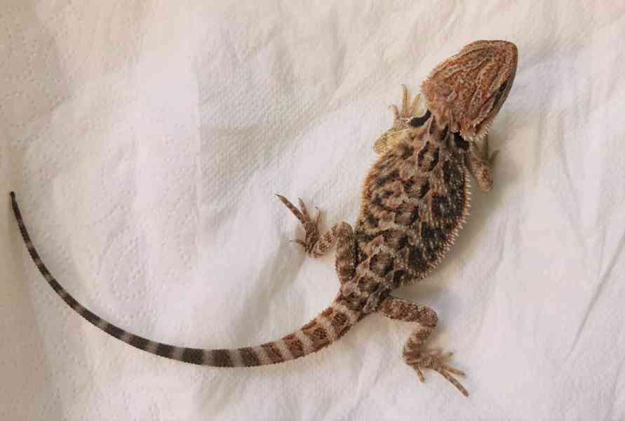 Agama vousatá/Pogona Vitticeps - foto 9