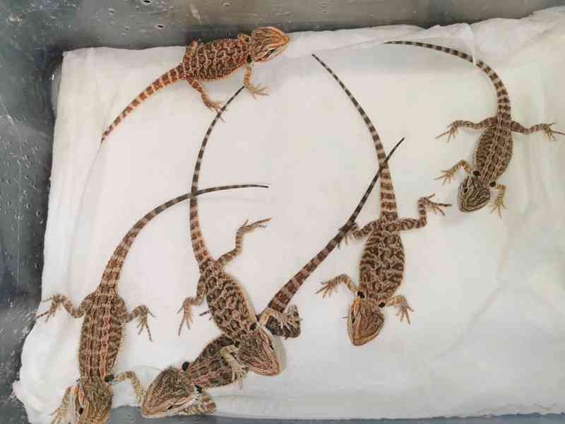 Agama vousatá/Pogona Vitticeps - foto 11