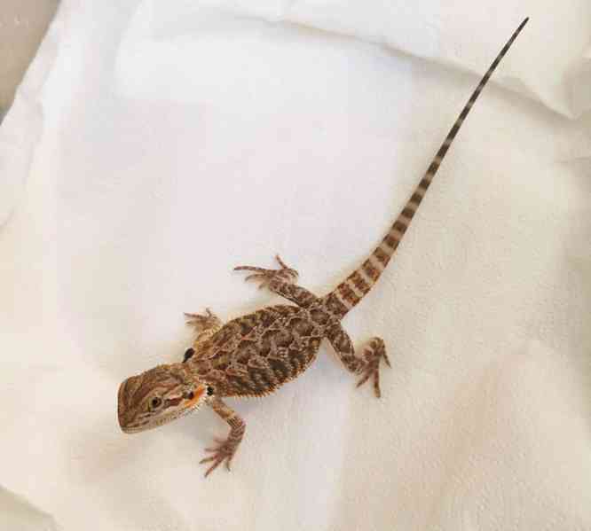 Agama vousatá/Pogona Vitticeps - foto 2